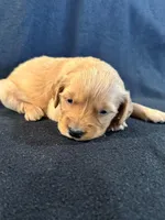 Yellow , a female Golden Retriever for sale in Hackett, AR – 4 of 4