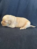 Yellow , a female Golden Retriever for sale in Hackett, AR – 3 of 4