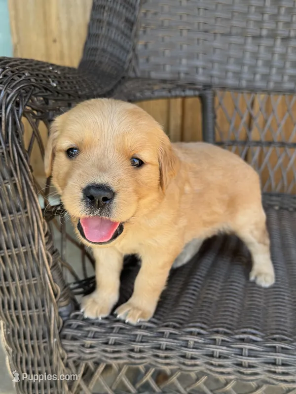 Red – Golden Retriever puppy on hold in Hackett, AR