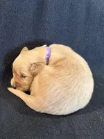 Purple , a female Golden Retriever for sale in Hackett, AR – 3 of 4