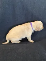 Purple , a female Golden Retriever for sale in Hackett, AR – 4 of 4