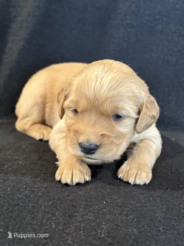 Purple  – Golden Retriever puppy for sale in Hackett, AR