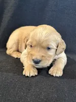 Purple , a female Golden Retriever for sale in Hackett, AR – 1 of 4