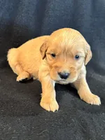 Purple , a female Golden Retriever for sale in Hackett, AR – 2 of 4