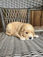 Orange, a female Golden Retriever for sale in Hackett, AR – Photo 2 of 4