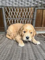 Orange, a female Golden Retriever for sale in Hackett, AR – Photo 1 of 4