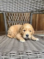 Orange, a female Golden Retriever for sale in Hackett, AR – Photo 4 of 4