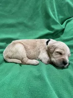 Black, a male Golden Retriever for sale in Hackett, AR – 2 of 3