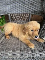 Ruby, a female Golden Retriever for sale in Hackett, AR – 6 of 8
