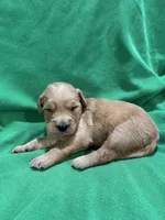 Blue, a male Golden Retriever for sale in Hackett, AR – 1 of 3