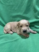 Brown , a male Golden Retriever for sale in Hackett, AR – 2 of 3