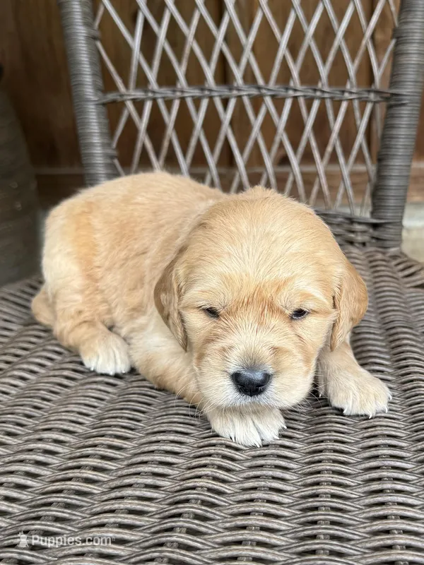 Purple, a female Golden Retriever for sale in Hackett, AR – Photo 1 of 1