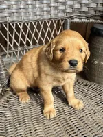 Blue, a male Golden Retriever for sale in Hackett, AR – Photo 3 of 8