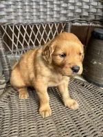 Blue, a male Golden Retriever for sale in Hackett, AR – Photo 2 of 8