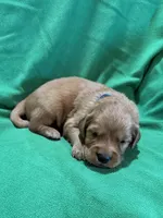 Blue, a male Golden Retriever for sale in Hackett, AR – Photo 6 of 8