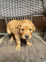Blue, a male Golden Retriever for sale in Hackett, AR – Photo 4 of 8