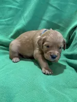 Blue, a male Golden Retriever for sale in Hackett, AR – Photo 5 of 8