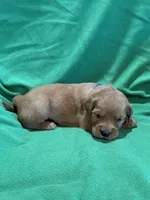 Blue, a male Golden Retriever for sale in Hackett, AR – Photo 7 of 8