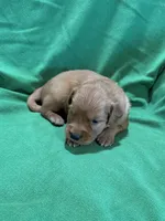 Blue, a male Golden Retriever for sale in Hackett, AR – Photo 8 of 8