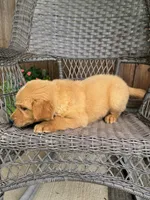 Ruby, a female Golden Retriever for sale in Hackett, AR – 5 of 8
