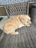 Brown, a female Golden Retriever for sale in Hackett, AR – Photo 4 of 4