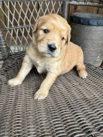 Brown, a female Golden Retriever for sale in Hackett, AR – Photo 2 of 4