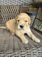 Brown, a female Golden Retriever for sale in Hackett, AR – Photo 3 of 4