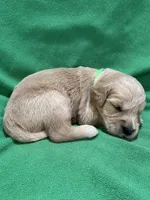 Green , a male Golden Retriever for sale in Hackett, AR – 3 of 3