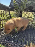 Green, a male Golden Retriever for sale in Hackett, AR – Photo 2 of 6
