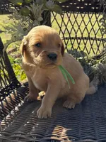 Green, a male Golden Retriever for sale in Hackett, AR – Photo 1 of 6