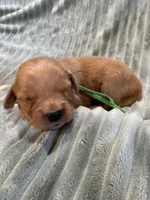 Green, a male Golden Retriever for sale in Hackett, AR – Photo 5 of 6