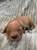 Green, a male Golden Retriever for sale in Hackett, AR – Photo 6 of 6