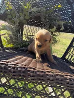 Green, a male Golden Retriever for sale in Hackett, AR – Photo 3 of 6