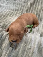 Green, a male Golden Retriever for sale in Hackett, AR – Photo 4 of 6