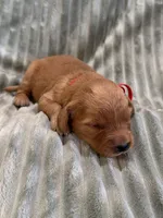 Red, a female Golden Retriever for sale in Hackett, AR – Photo 2 of 3