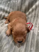 Red, a female Golden Retriever for sale in Hackett, AR – Photo 3 of 3