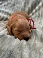 Red, a female Golden Retriever for sale in Hackett, AR – Photo 1 of 3