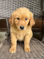 Ruby, a female Golden Retriever for sale in Hackett, AR – 4 of 8
