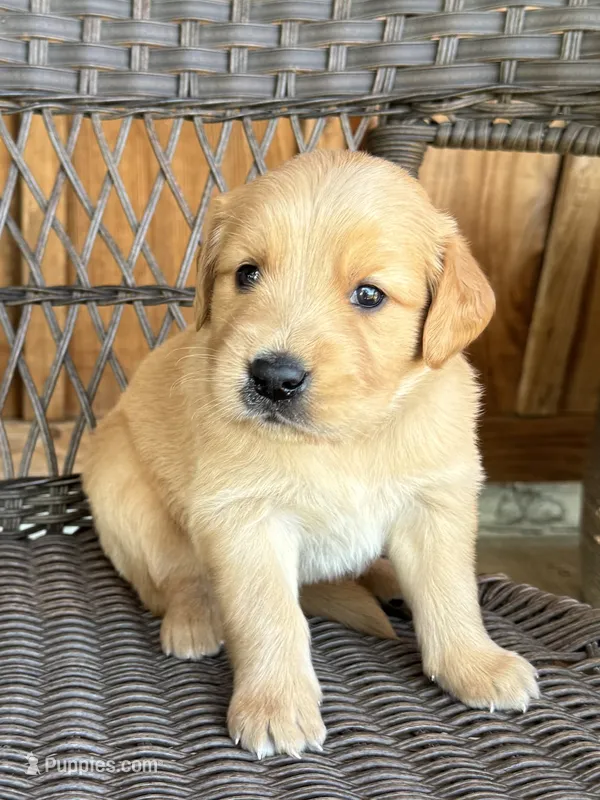 Brown  – Golden Retriever puppy for sale in Hackett, AR