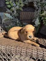 Black, a male Golden Retriever for sale in Hackett, AR – Photo 2 of 6