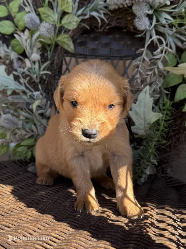 Black, a male Golden Retriever for sale in Hackett, AR – Photo 1 of 6