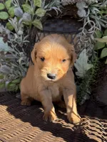 Black, a male Golden Retriever for sale in Hackett, AR – Photo 1 of 6