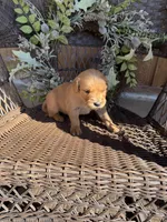 Black, a male Golden Retriever for sale in Hackett, AR – Photo 3 of 6