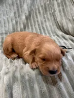 Black, a male Golden Retriever for sale in Hackett, AR – Photo 5 of 6