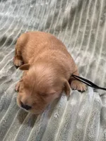 Black, a male Golden Retriever for sale in Hackett, AR – Photo 4 of 6