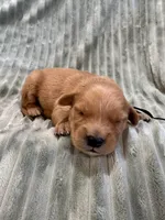 Black, a male Golden Retriever for sale in Hackett, AR – Photo 6 of 6