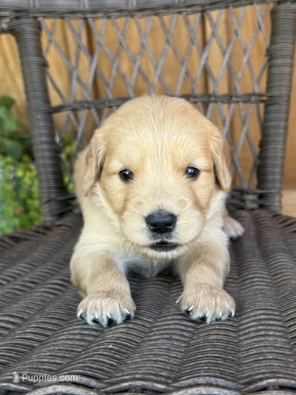 Green  – Golden Retriever puppy for sale in Hackett, AR