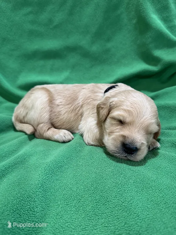 Black – Golden Retriever puppy for sale in Hackett, AR