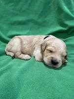 Black, a male Golden Retriever for sale in Hackett, AR – 1 of 3