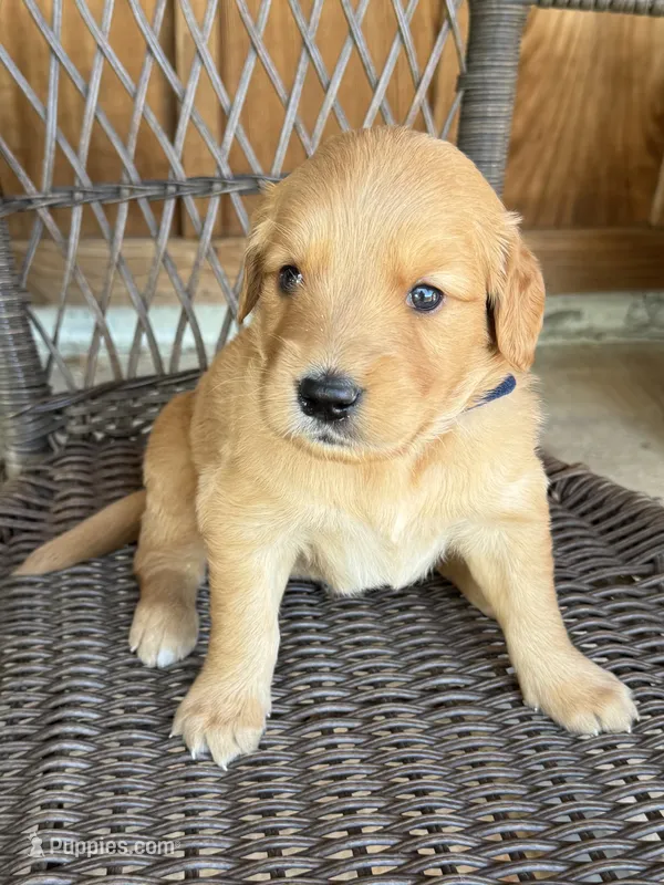 Blue – Golden Retriever puppy for sale in Hackett, AR